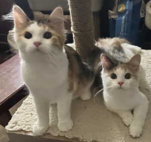 Kittens