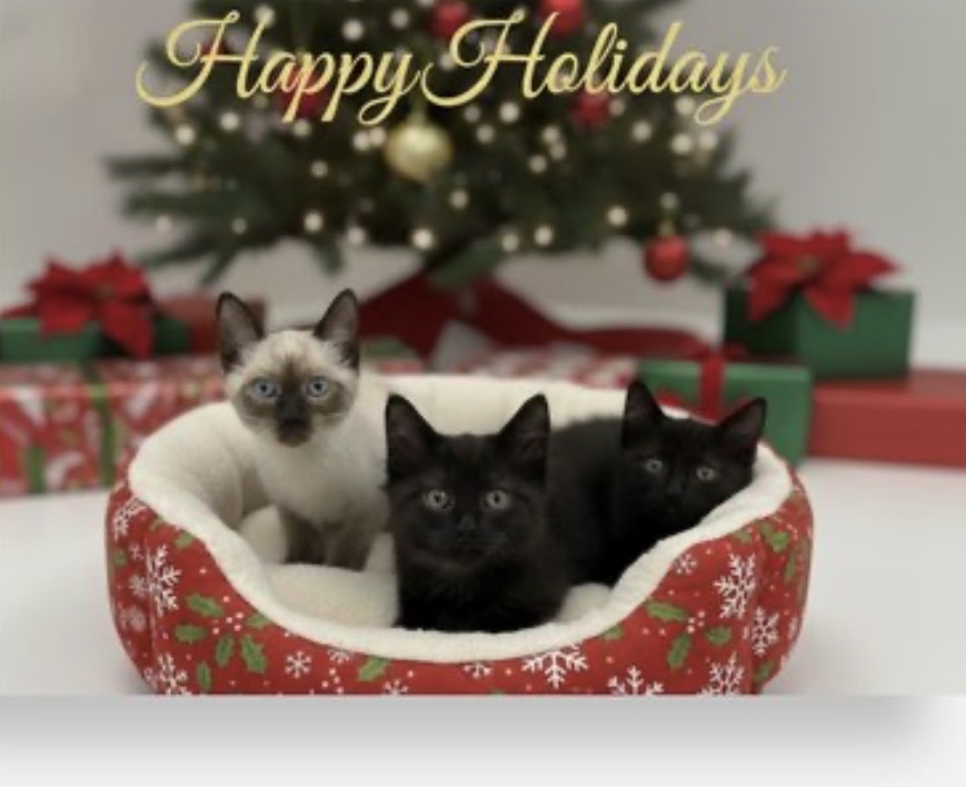 Holiday Cats